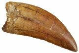 Serrated, Carcharodontosaurus Tooth - Real Dinosaur Tooth #241352-1